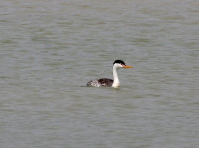 Clark's Grebe