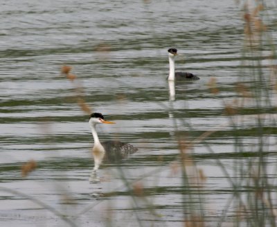 Clark's and Western Grebes