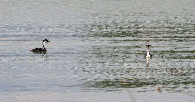 Clark's and Western Grebes