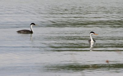 Clark's and Western Grebes