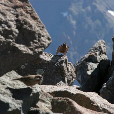 Brown-capped Rosy Finch