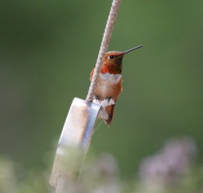 Hummingbirds