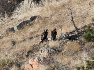 Golden Eagle pair