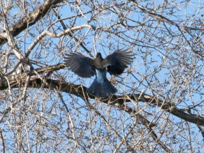 Steller's Jay