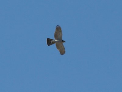 Northern Goshawk