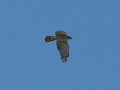 Northern Goshawk