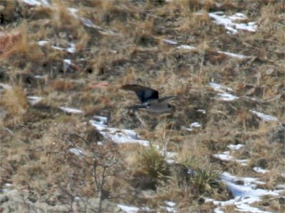 Northern Goshawk
