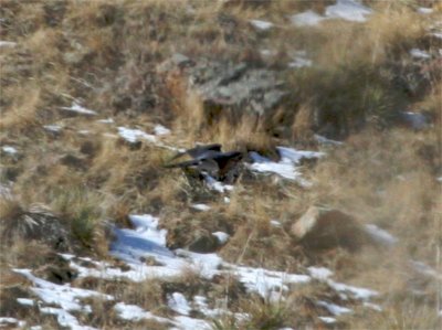 Northern Goshawk
