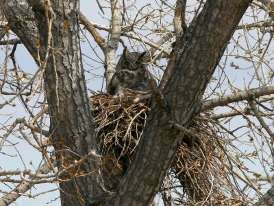 Great Horned Owl on nest