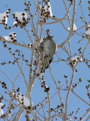 Pine Siskin