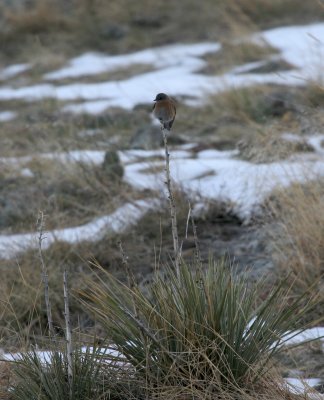 Western Bluebird