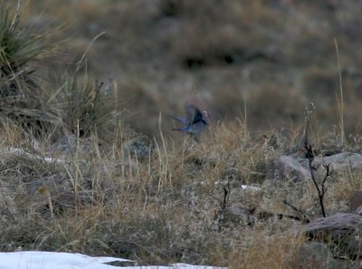Mountain Bluebird