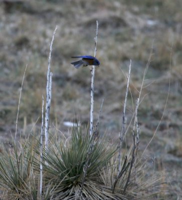 Western Bluebird