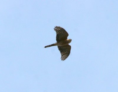 Sharp-shinned Hawk