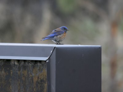 Western Bluebird