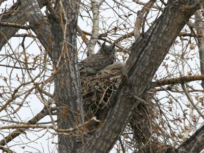 GH Owl on nest (three weeks later)