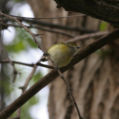 White-eyed Vireo