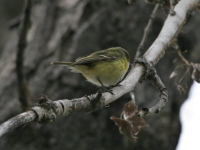 White-eyed Vireo