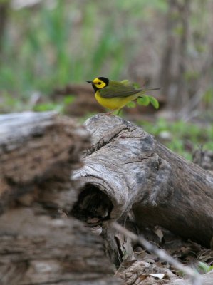 Hooded Warbler