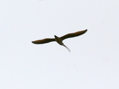 Long-billed Curlew