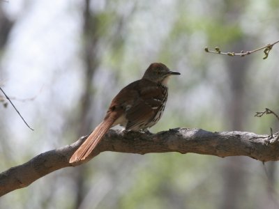 Gnatcatchers to Silky-flycatchers