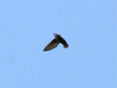 g1/03/475403/3/112244360.EBRIDT8s.jpg