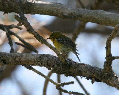 Pine Warbler