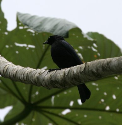 Shiny Cowbird