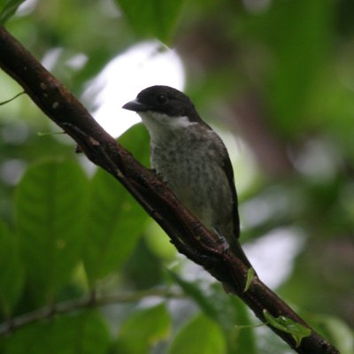 Puerto Rican Tanager