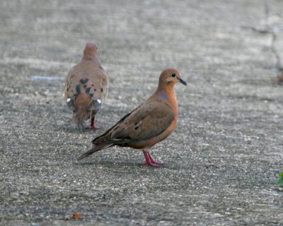 Zenaida Dove