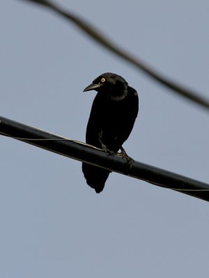 Greater Antillean Grackle