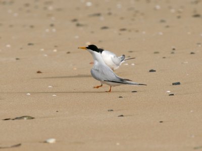 Least Tern