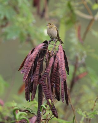 Yellow-faced Grassquit