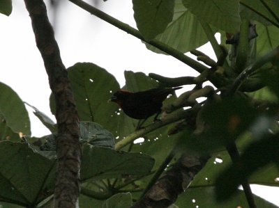 Puerto Rican Bullfinch