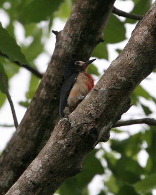 Puerto Rican Woodpecker