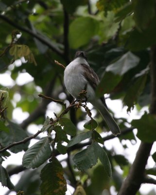 Loggerhead Kingbird