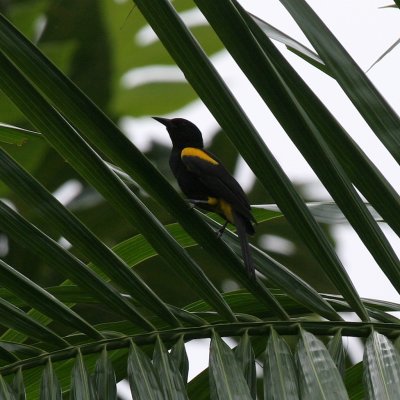 Puerto Rican Oriole