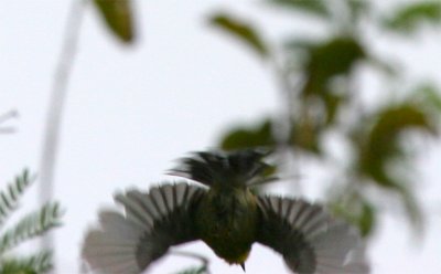 Adelaide's Warbler