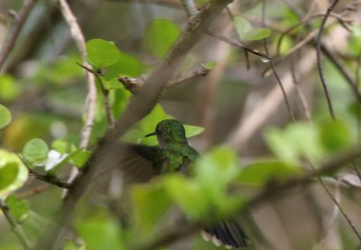 Puerto Rican Emerald