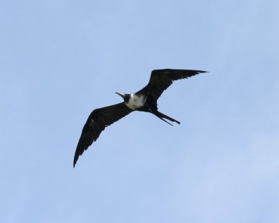 Magnificent Frigatebird