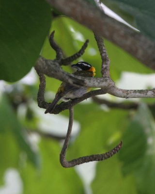 Birds of Puerto Rico