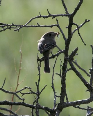 Gray Flycatcher