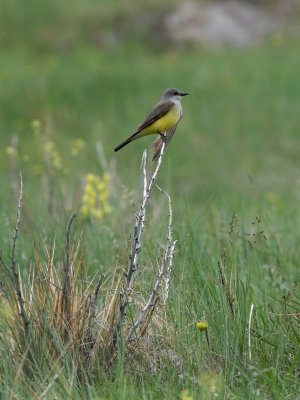 Western Kingbird