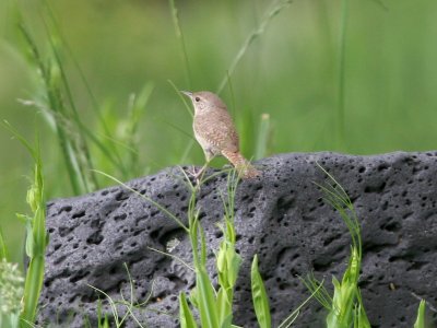House Wren