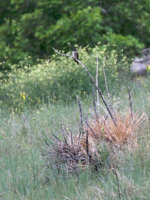 Olive-sided Flycatcher