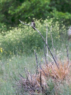 Olive-sided Flycatcher