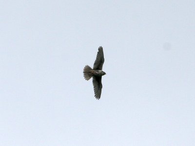 Prairie Falcon