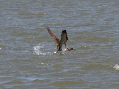 Blue-footed Booby