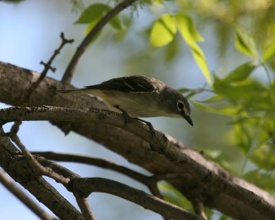 IMG_2681.jpg