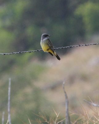 Cassin's Kingbird